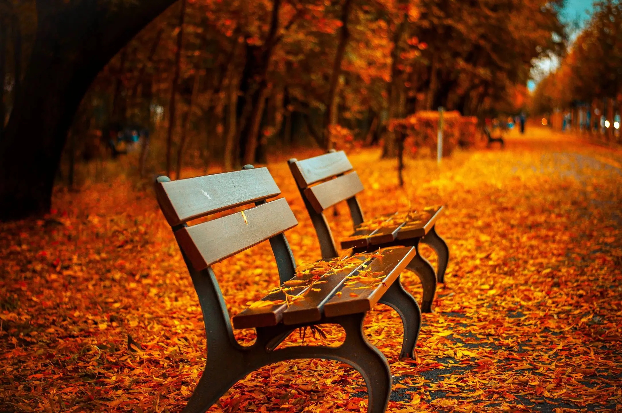 Empty benches surrounded by autumn leaves in a park.